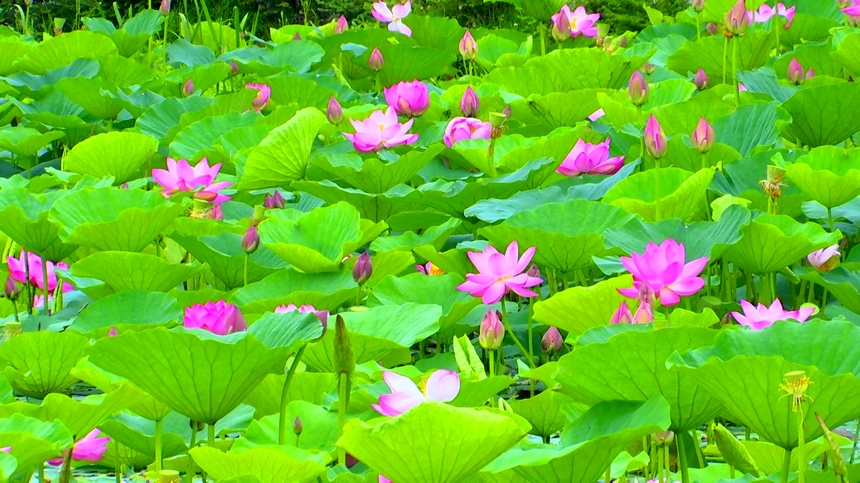 黑龍江：興凱湖畔百朵荷花競(jìng)相開(kāi)放