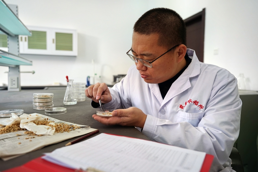 黑龍江省農墾科學院發揮科技力量助力春耕生產。楊甲文 攝