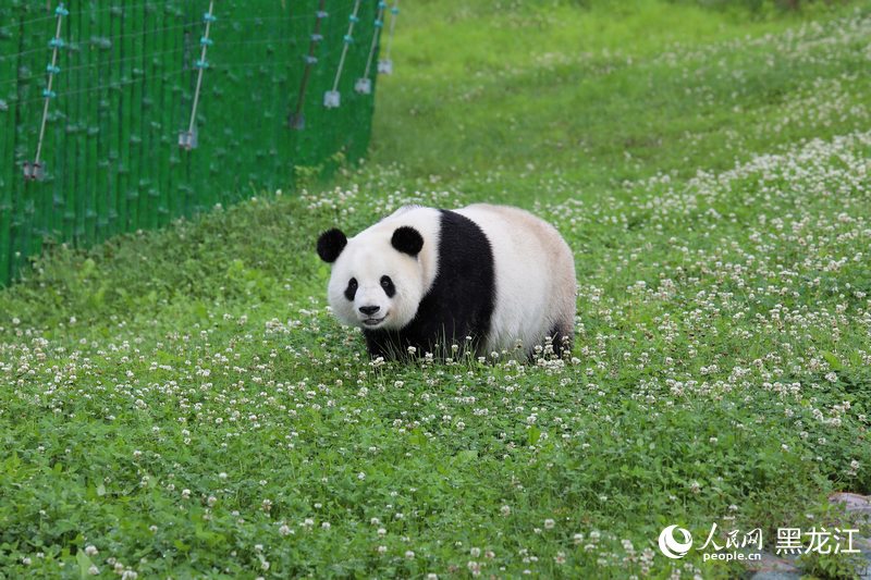 掛葫蘆、吃粽子 在亞布力看大熊貓“粽”享端午
