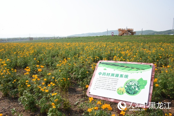 大興安嶺澤康琳中藥材種植園。人民網記者 張哲鑫攝