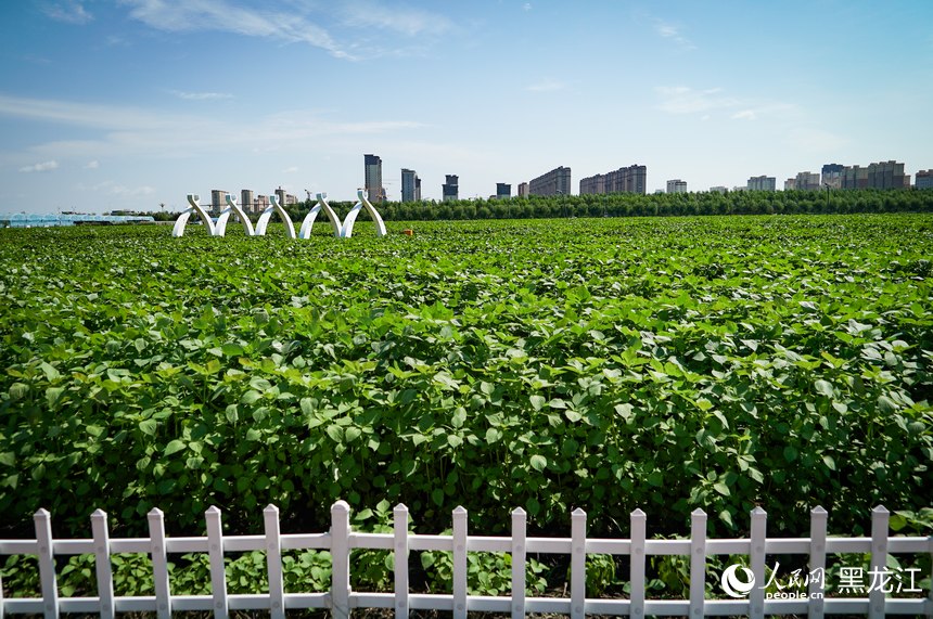 樺南紫蘇種植示范園。人民網記者 蘇靖剛攝