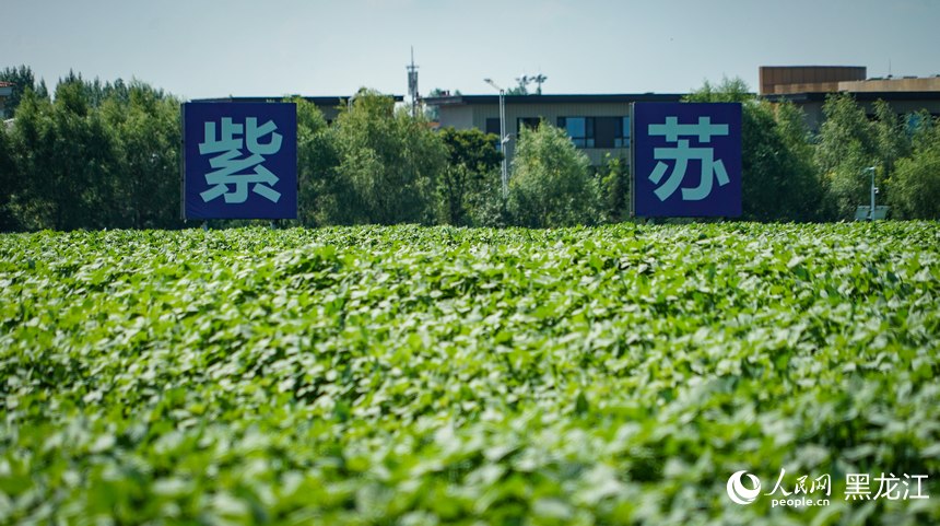 樺南紫蘇種植示范園。人民網記者 蘇靖剛攝