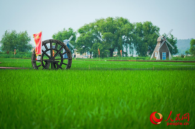 牡丹江寧安市渤海鎮(zhèn)石板田。人民網(wǎng)記者 蘇靖剛攝