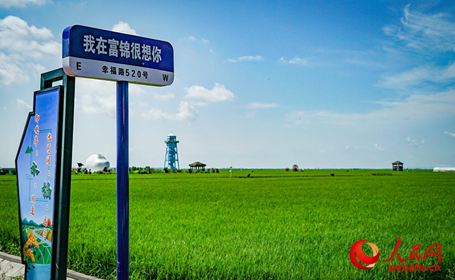 富錦市萬畝水稻公園。人民網(wǎng)記者 蘇靖剛攝
