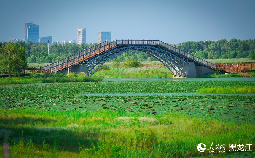 夏有涼風(fēng)在冰城丨濕地綠韻 避暑納涼