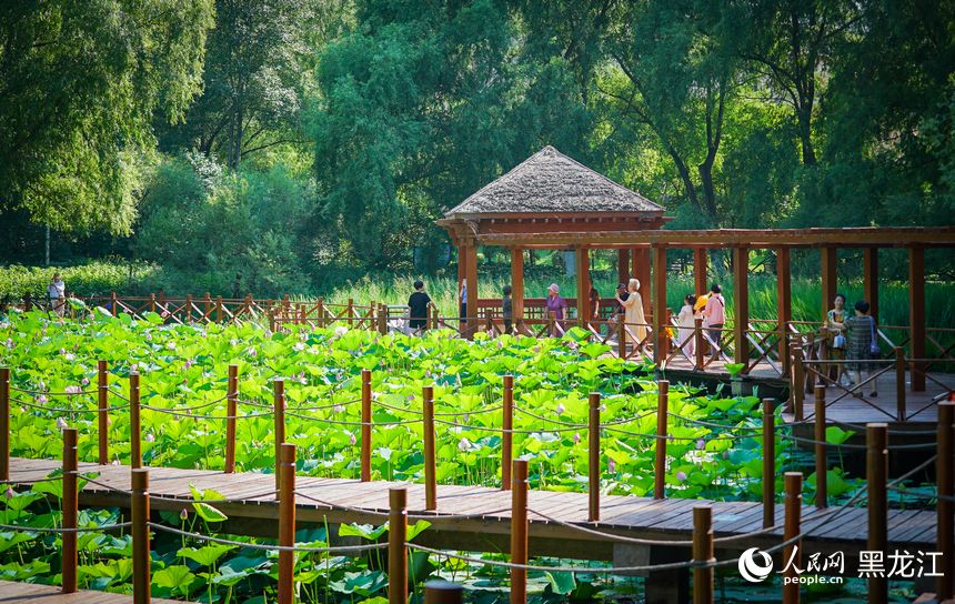 夏有涼風(fēng)在冰城丨荷花朵朵迎風(fēng)開(kāi)