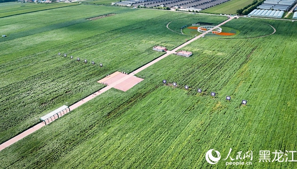 俯瞰樺南縣紫蘇種植示范園。人民網(wǎng)記者 蘇靖剛攝